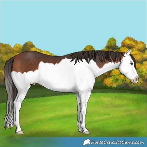 Horse Color:Bay Splash 