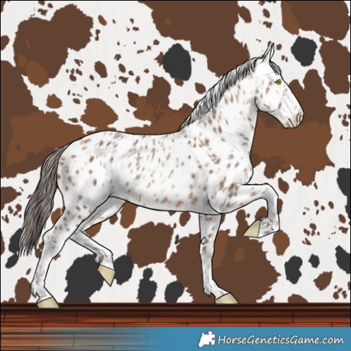 Horse Color:Amber Champagne Leopard and Amber Champagne Frame Leopard