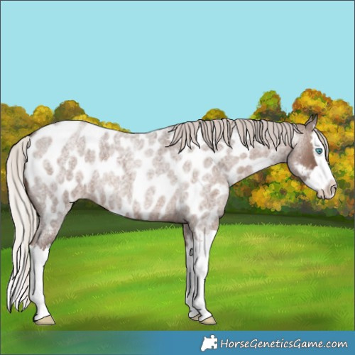 Horse Color:Silver Blue Roan Splash Near Leopard 