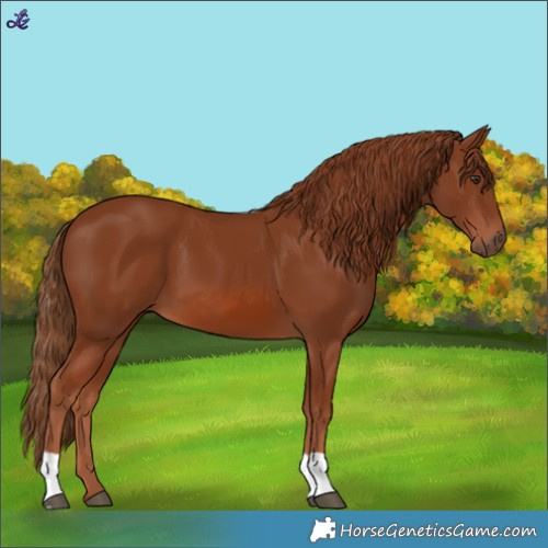 Horse Color:Chestnut 