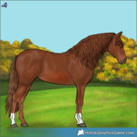 Horse Color:Chestnut 