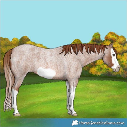 Horse Color:Red Roan Splash Frame