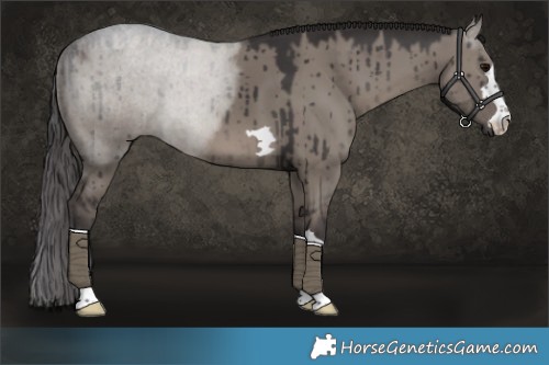 Horse Color:Smoky Grullo Brindle 
