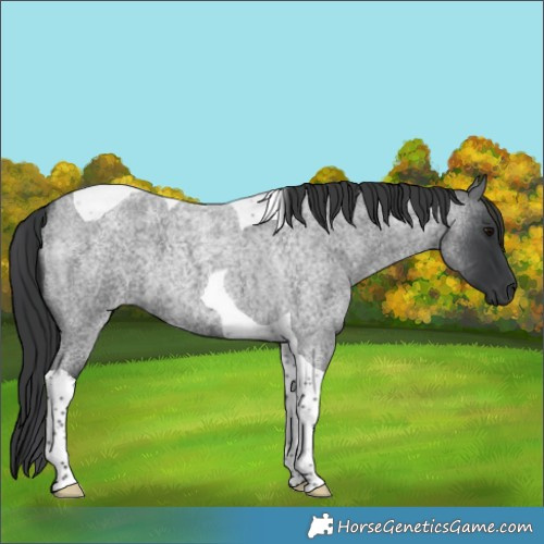 Horse Color:Blue Roan Tobiano 
