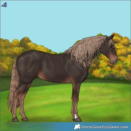 Horse Color:Liver Chestnut