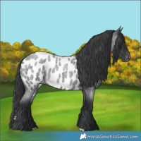 Horse Color:Blue Roan Near Leopard 