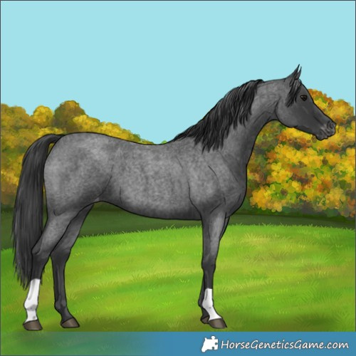 Horse Color:Blue Roan Varnish 