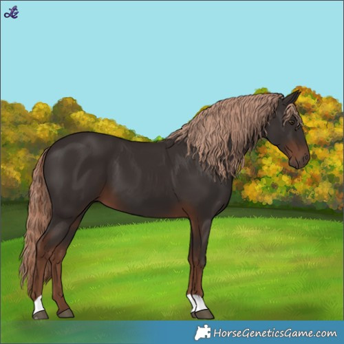 Horse Color:Liver Chestnut