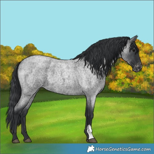 Horse Color:Blue Roan Varnish 