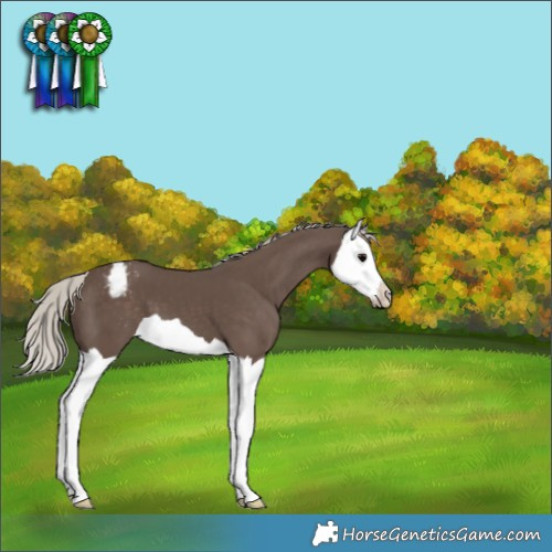 Horse Color:Silver Black Splash Varnish