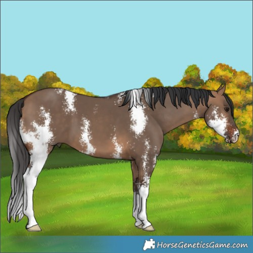 Horse Color:Bay Dun Sabino