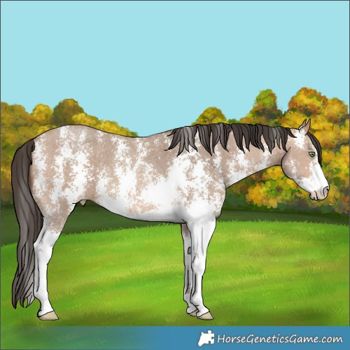 Horse Color:Amber Champagne Sabino 