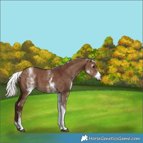 Horse Color:Gray White Spotted Chocolate Silver Bay Dun Tobiano
