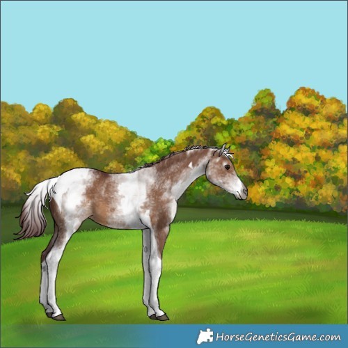 Horse Color:Gray White Spotted Chocolate Brown Dun Tobiano