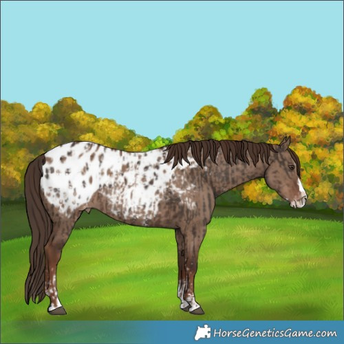 Horse Color:Liver Chestnut Sabino Splash Blanket  and Liver Red Dun Sabino Splash Blanket 