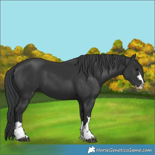Horse Color:Black 