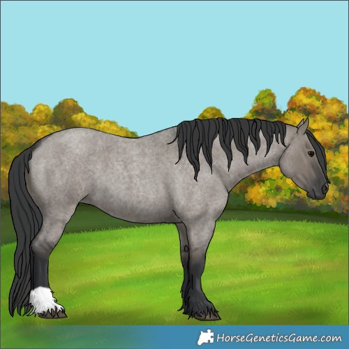 Horse Color:Grullo Roan 