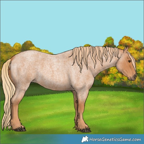 Horse Color:Red Roan 