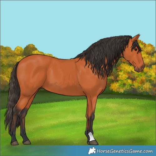 Horse Color:Bay 