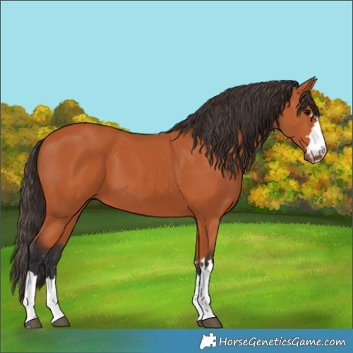Horse Color:Bay 