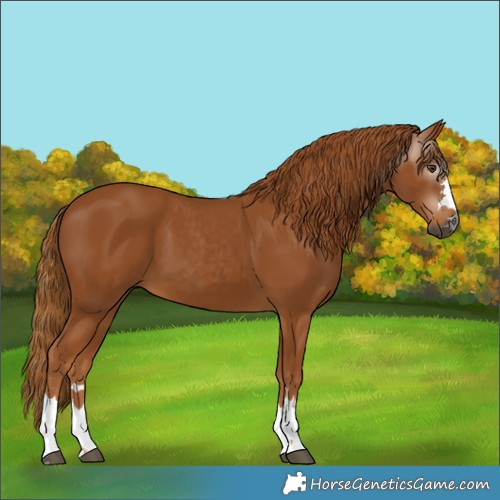 Horse Color:Gray Chestnut 