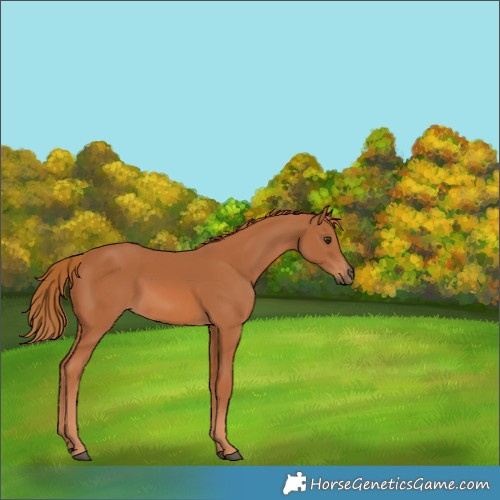 Horse Color:Chestnut 