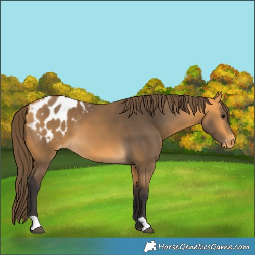 Horse Color:Buckskin Blanket