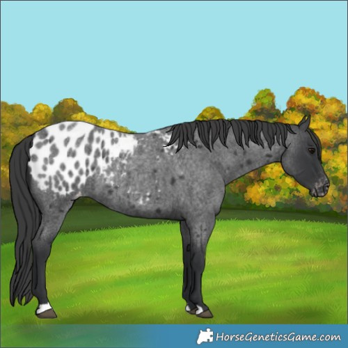 Horse Color:Blue Roan Blanket 