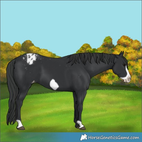 Horse Color:Black Frame Varnish 
