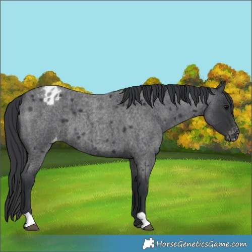 Horse Color:Blue Roan Varnish