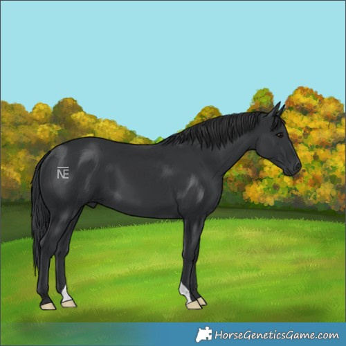 Horse Color:Black 