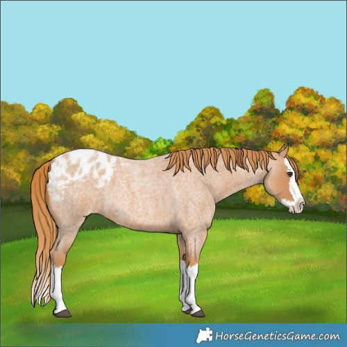 Horse Color:Red Roan Splash Blanket 
