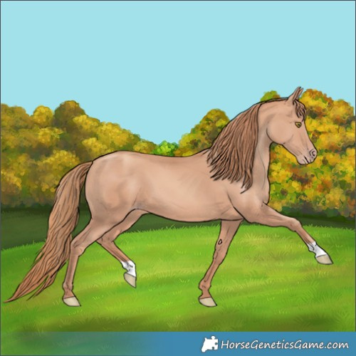 Horse Color:Gold Champagne 