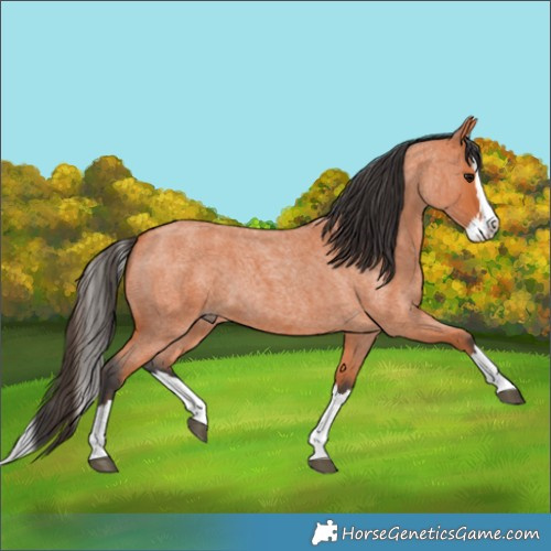 Horse Color:Bay Roan Splash 