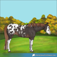 Horse Color:Liver Chestnut Sabino Splash Blanket  and Liver Chestnut Sabino Splash Blanket 
