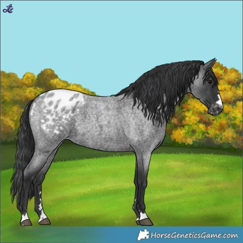 Horse Color:Blue Roan Blanket 