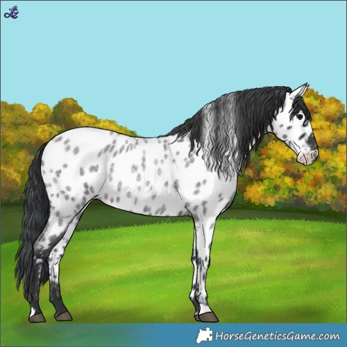 Horse Color:Blue Roan Near Leopard 