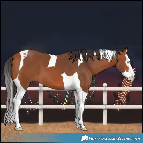 Horse Color:Bay Splash Tobiano 