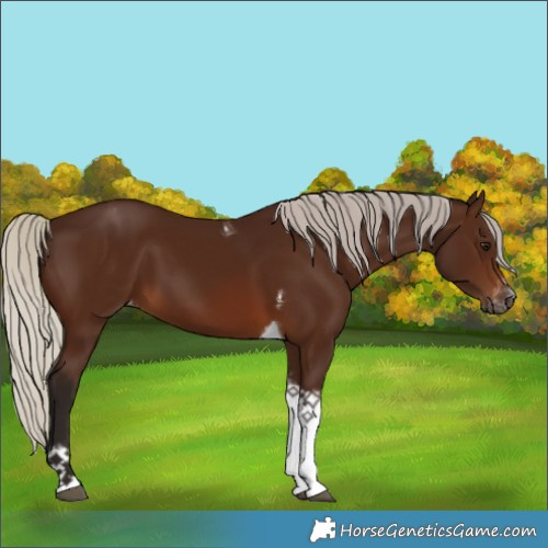 Horse Color:Unknown 