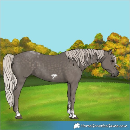 Horse Color:Unknown 