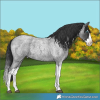 Horse Color:Blue Roan Splash