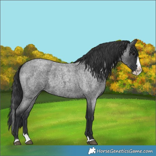 Horse Color:Blue Roan Splash
