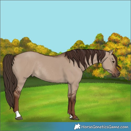 Horse Color:Liver Red Dun Rabicano