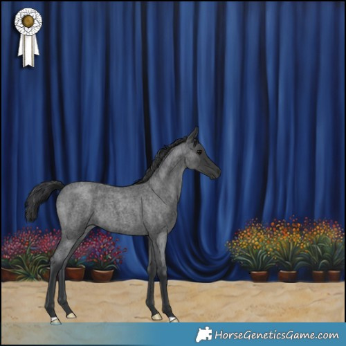 Horse Color:Blue Roan 