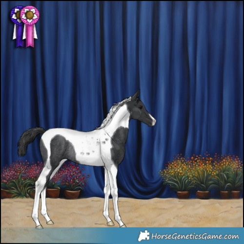 Horse Color:Black Tobiano Rabicano 