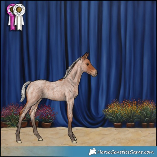 Horse Color:Silver Bay Roan 