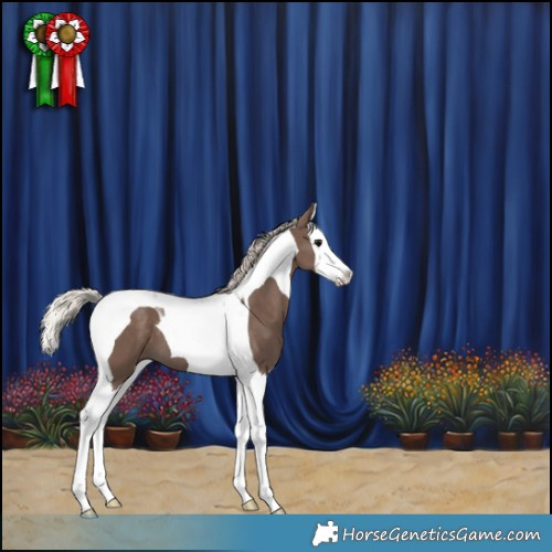 Horse Color:Silver Black Splash Tobiano 