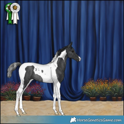 Horse Color:Black Tobiano Rabicano