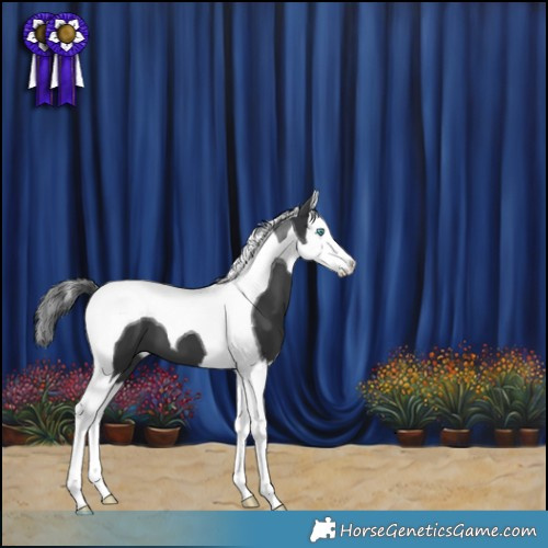Horse Color:Black Splash Tobiano