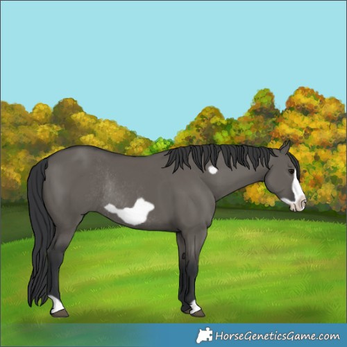 Horse Color:Grullo Frame Rabicano 
